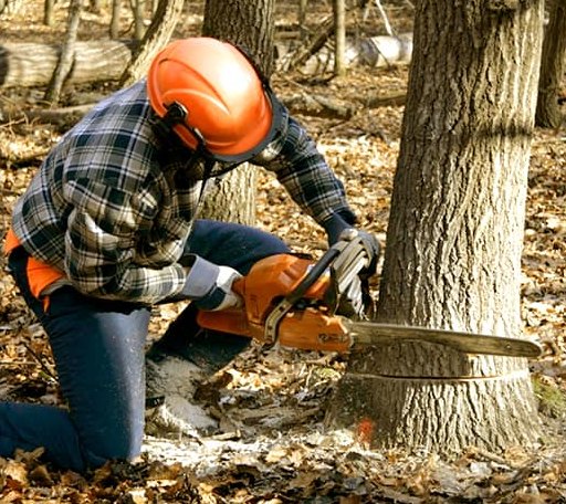 Tree Removal in Lyndeborough, NH